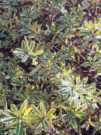 Carol Mackie Daphne - Whistling Gardens