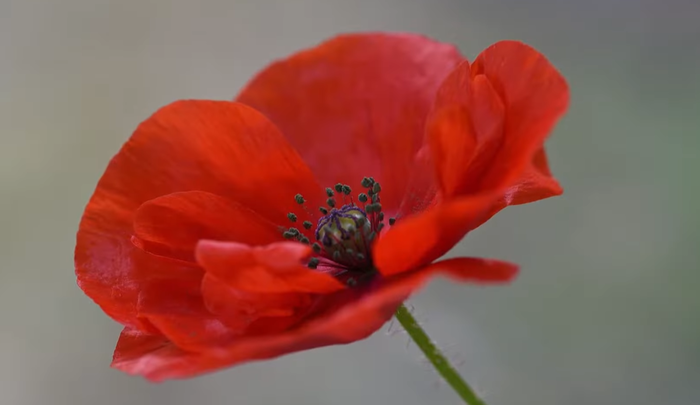 全羅北道群山市（チョルラブクド·クンサンシ）で麻薬成分が入ったケシ