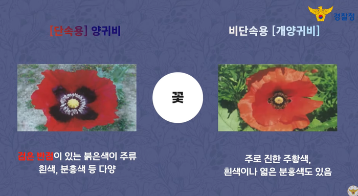 全羅北道群山市（チョルラブクド·クンサンシ）で麻薬成分が入ったケシ