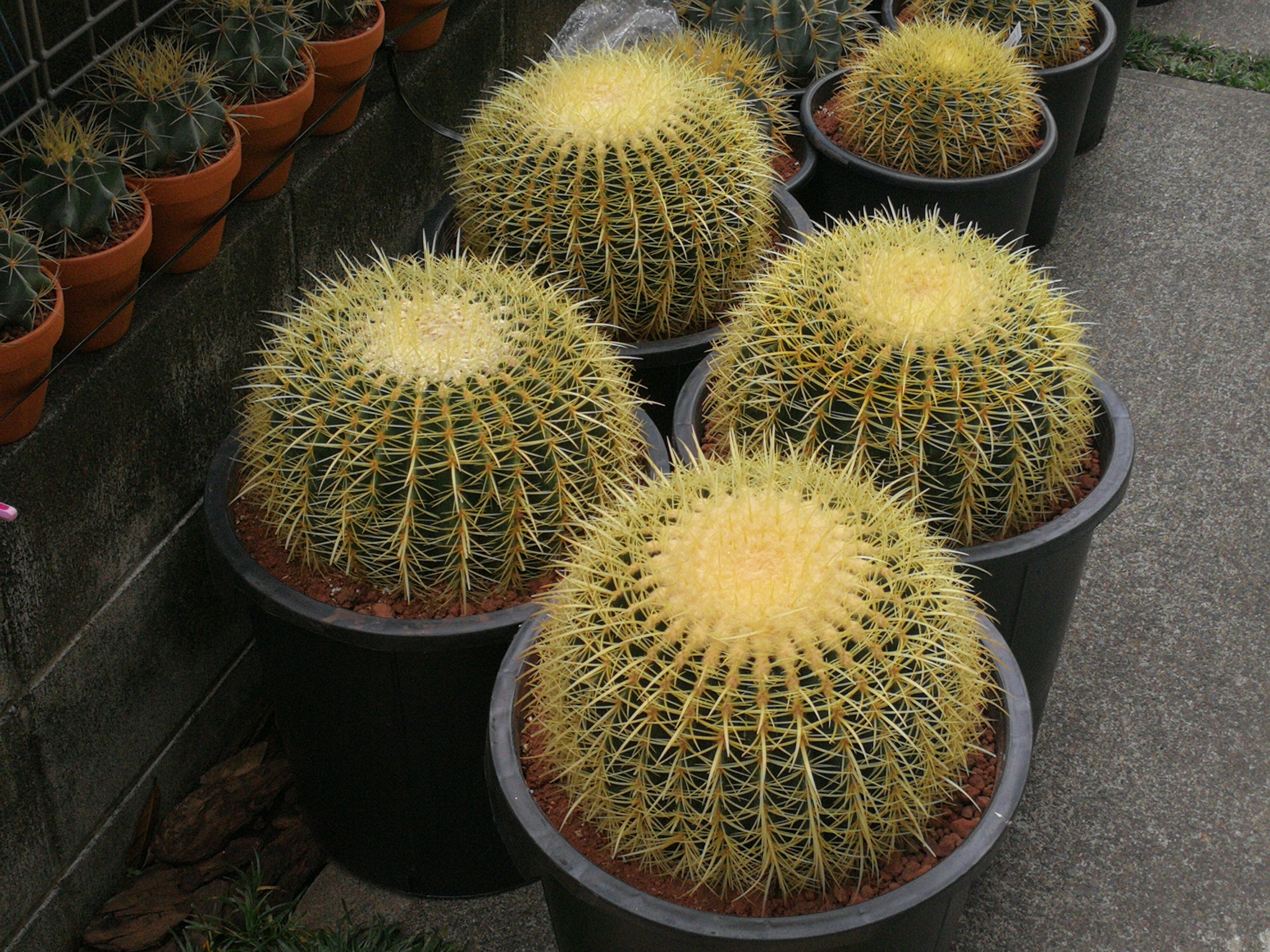 サボテン 金鯱 12号 特特大サイズ ロックガーデン 観葉植物 アガベ