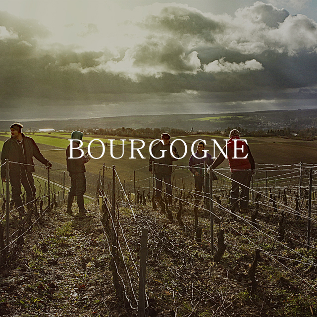 ブルゴーニュワインの基礎知識｜全体像と特徴をおさえよう - WBSワイン