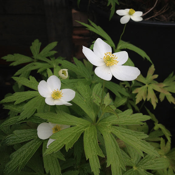 Anemonastrum canadensis - Canada Anemone – Wild About Flowers