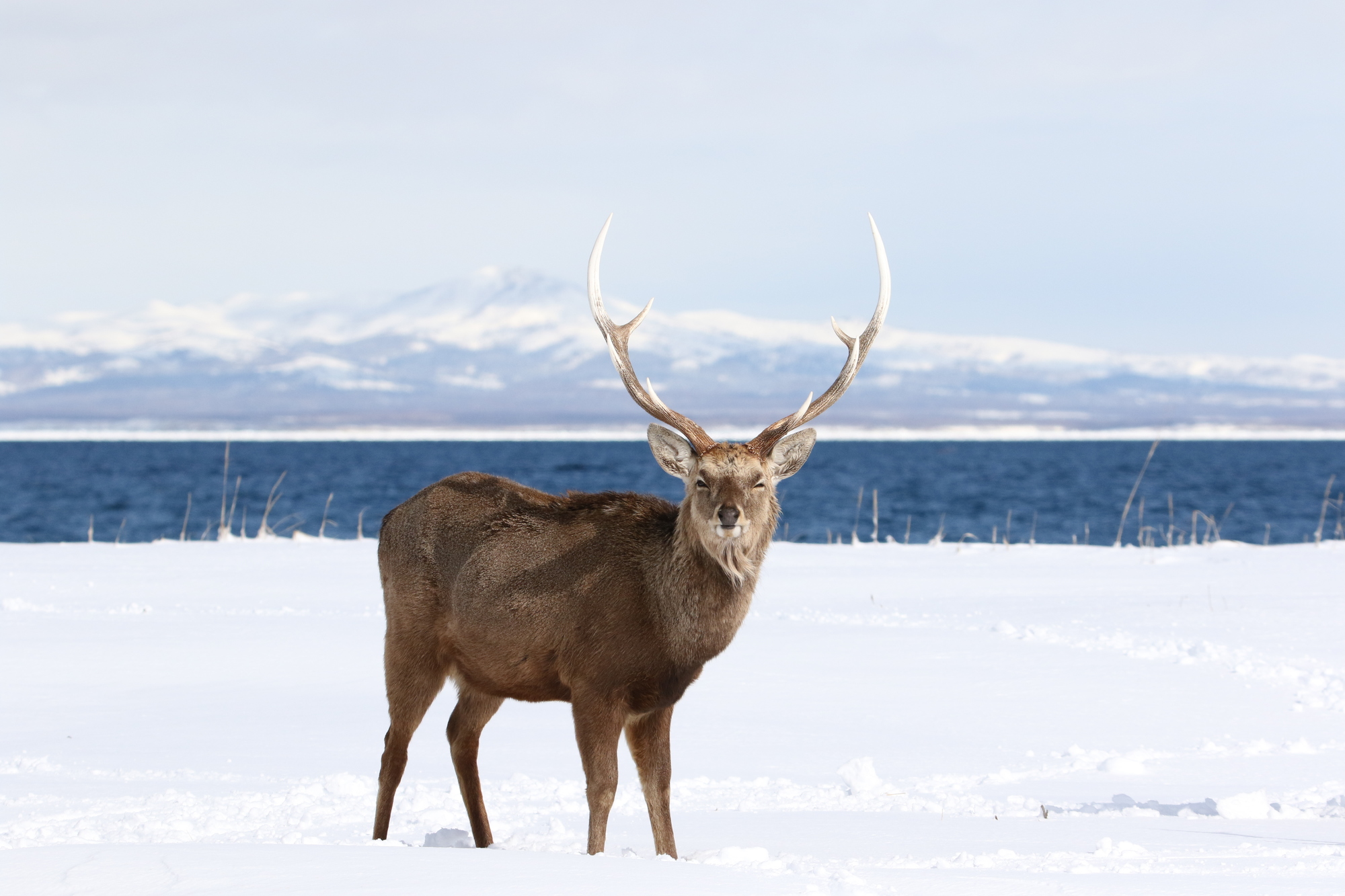 蝦夷鹿(エゾシカ) | ジビエマルシェ