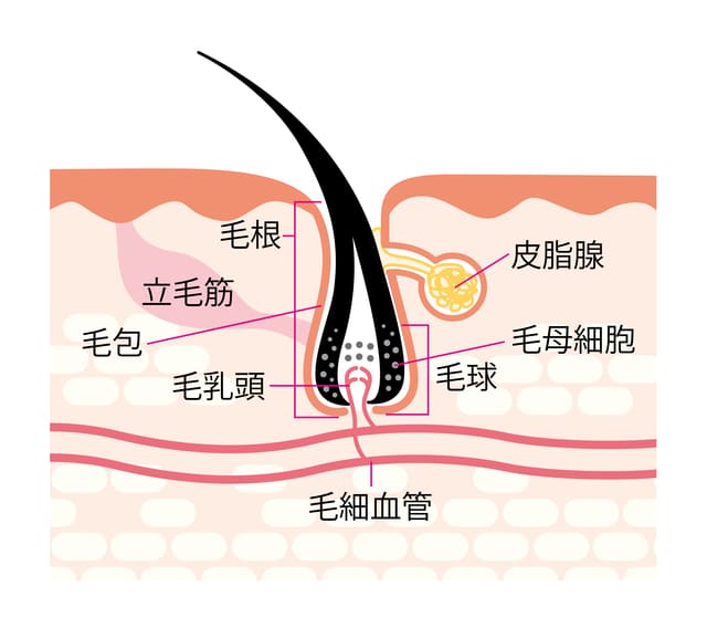 AGAの対策を始めるために知っておきたい毛髪のしくみ｜あさ美皮フ科