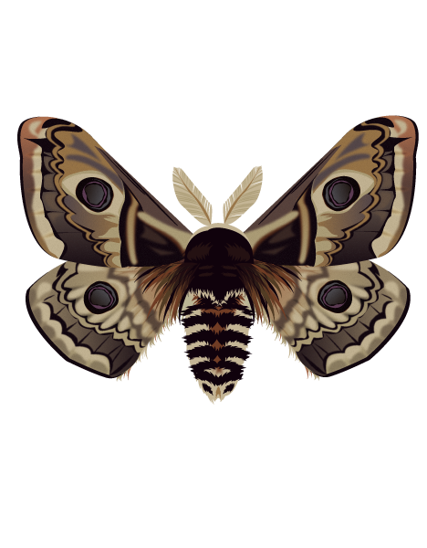 クジャクヤママユ | ヴンダーカンマーちょっとニッチなイラストサイト