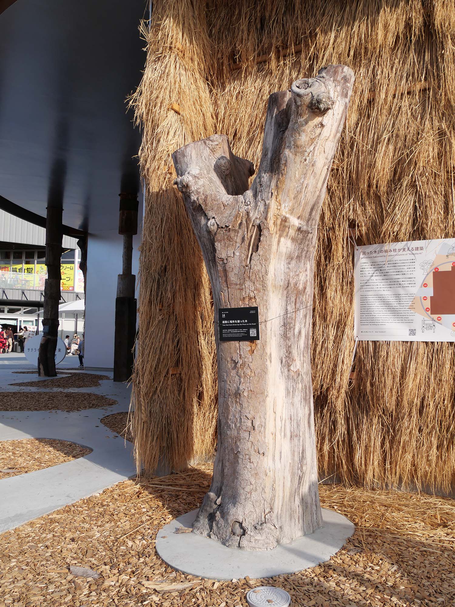 サテライトスタジオ東|2025年大阪・関西万博|日本万国博覧会と木の