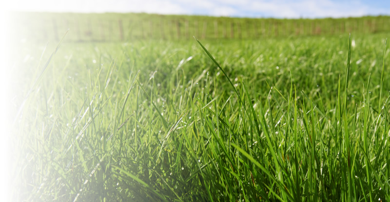 栽培牧草のご紹介 - 株式会社ウーリー｜うさぎの食彩工房