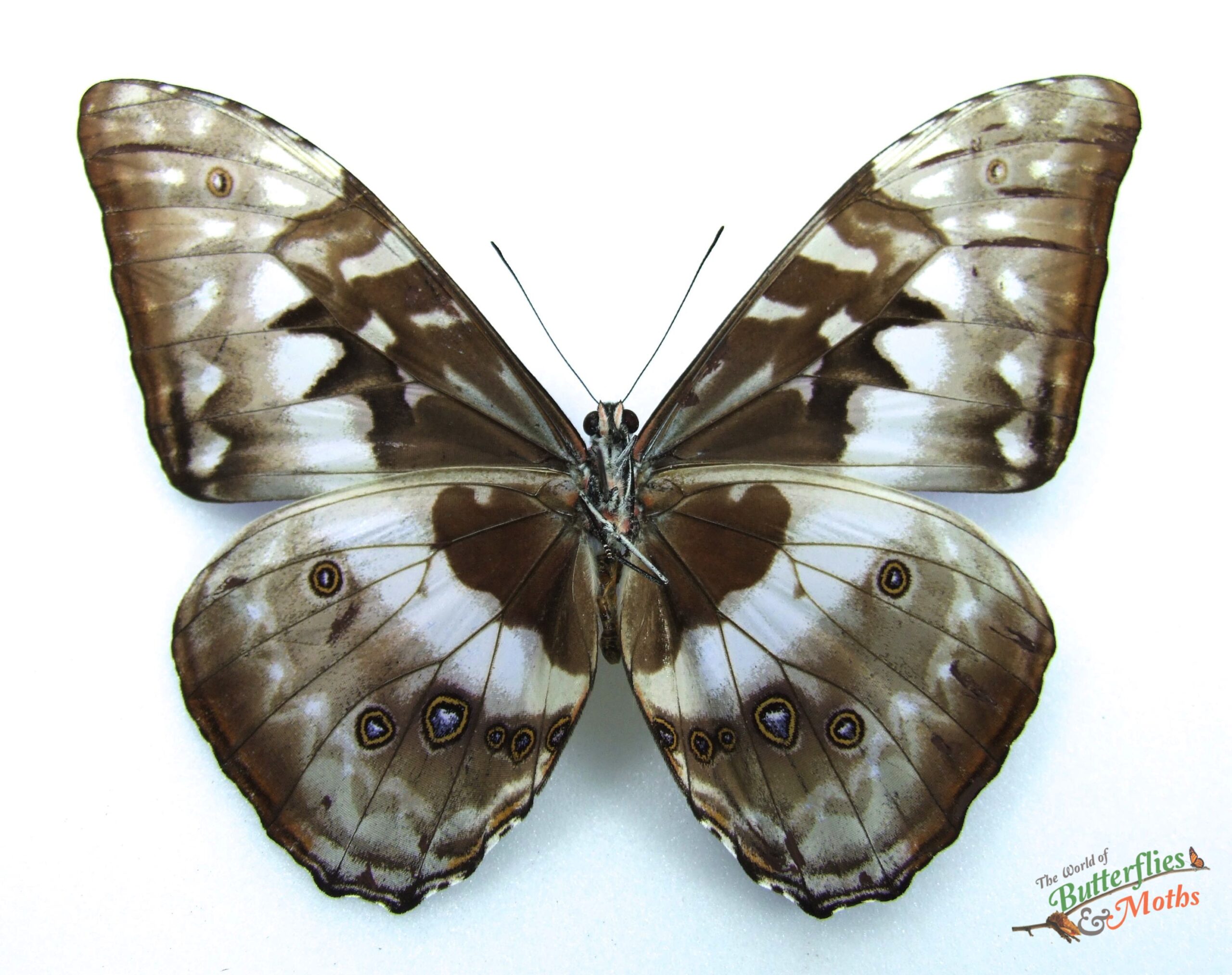 Morpho cypris COLOMBIA - World of Butterflies and Moths