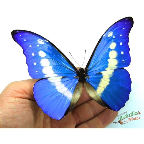 Morpho rhetenor helena PERU - World of Butterflies and Moths