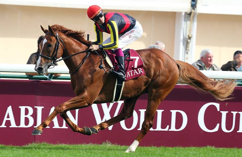 オルフェーヴル（Orfevre） | 競馬データベース | JRA-VAN World