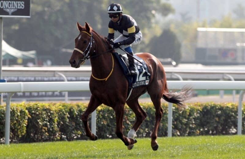 レッツゴードンキ（Let's Go Donki） | 競馬データベース | JRA-VAN