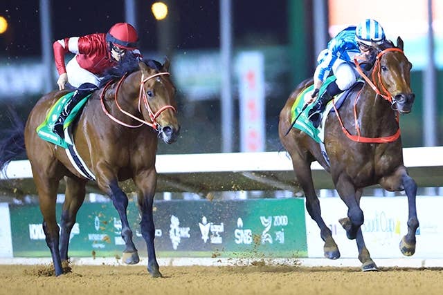 サウジC】次走は「間違いなくドバイターフ」惜敗ロマンチック