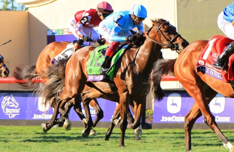 メイデイレディ（May Day Ready） | 競馬データベース | JRA-VAN World