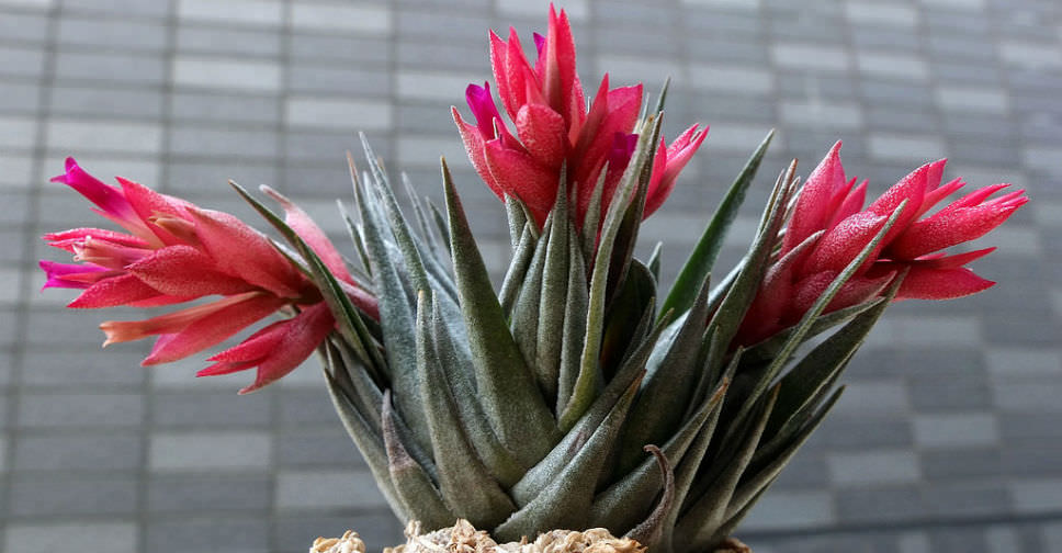 Tillandsia kautskyi (Air Plant) - World of Flowering Plants