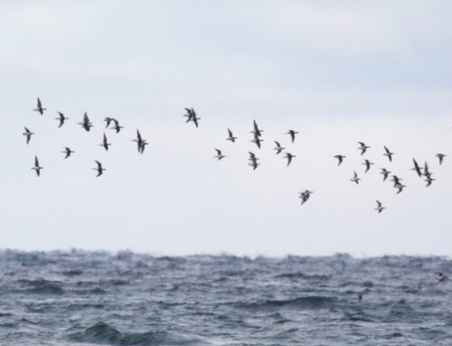 Wind and Wuthering - Whitefish Point Bird Observatory