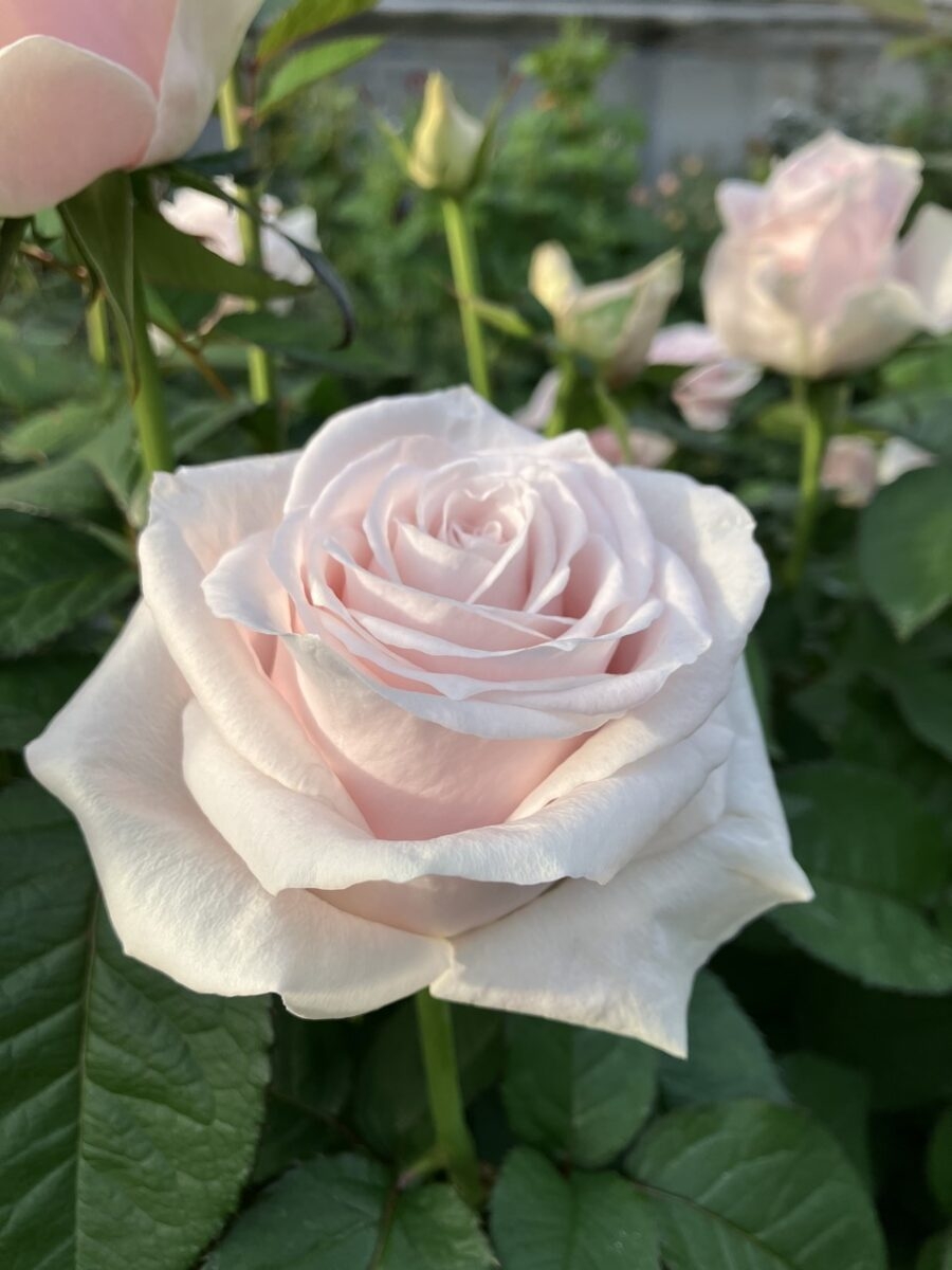 ローズマルシェ出展者を紹介します！ | ニュース | 第20回世界バラ会議