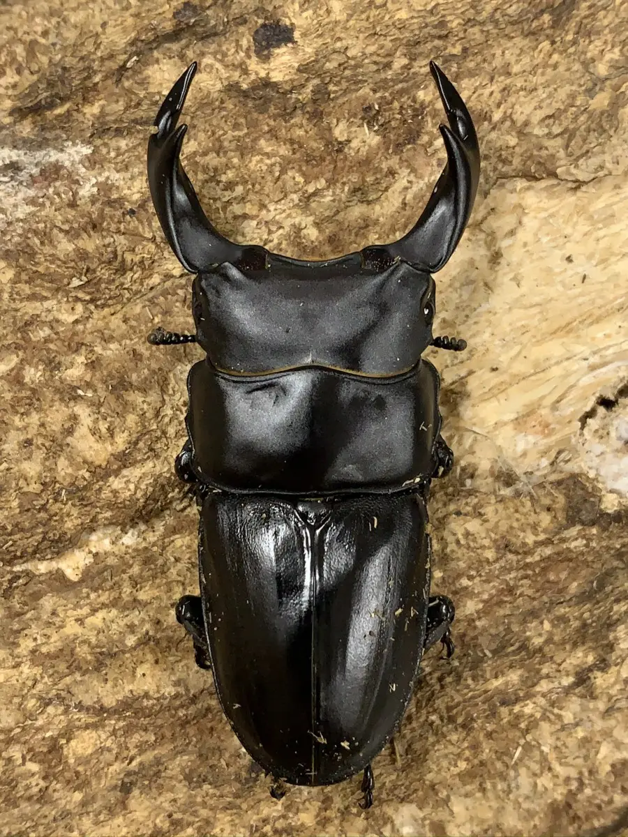 国産オオクワガタ 津山 66ミリペア - クワガタ横丁