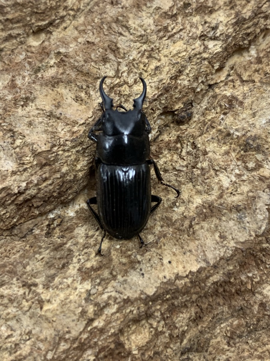 レモネイトゲウスバカミキリCalli- lemoinei ♂♀ 71/51mm レモネイト