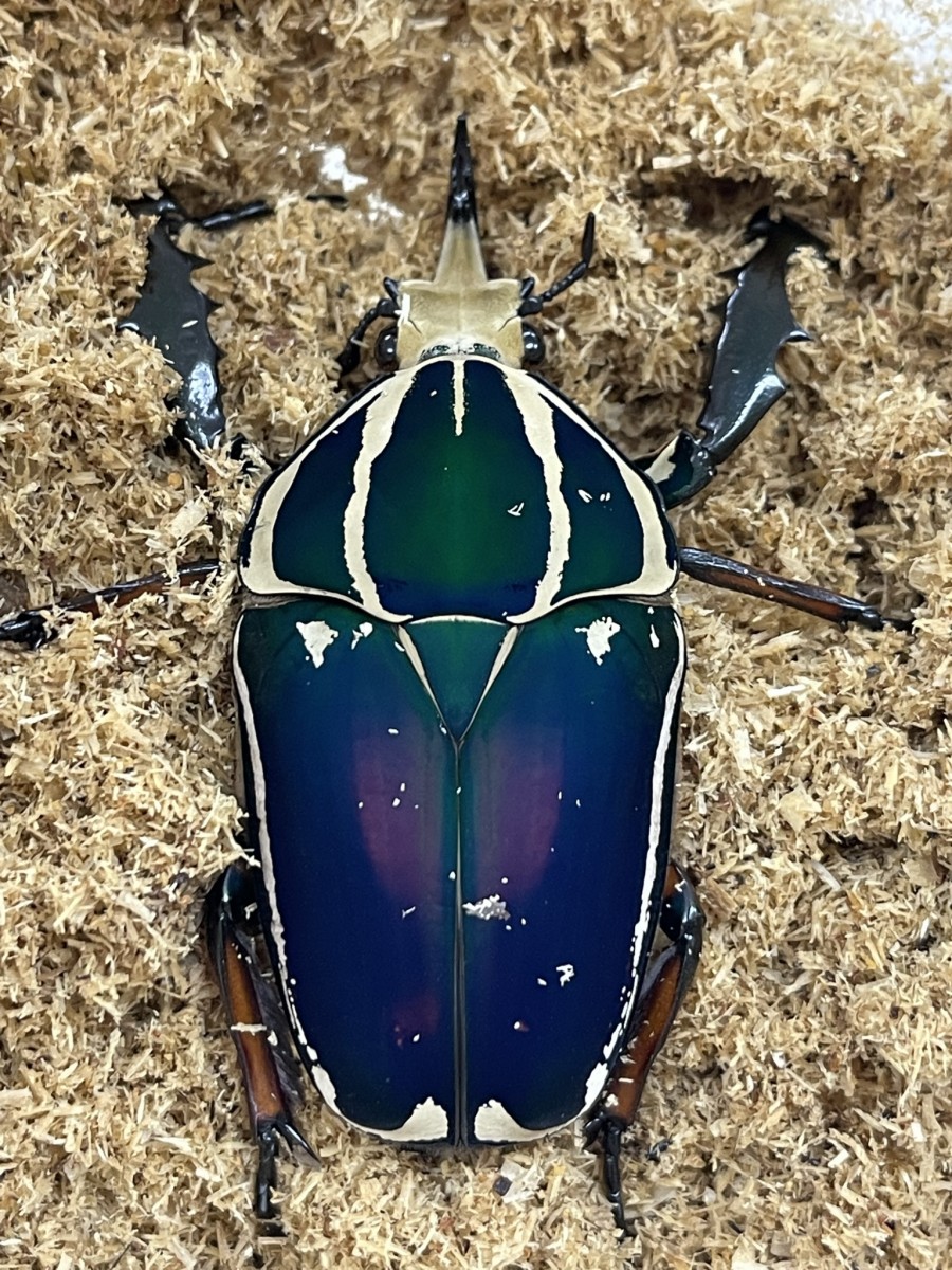 コエポン ウガンデンシスオオツノカナブン 標本 +フクエアオカナブン