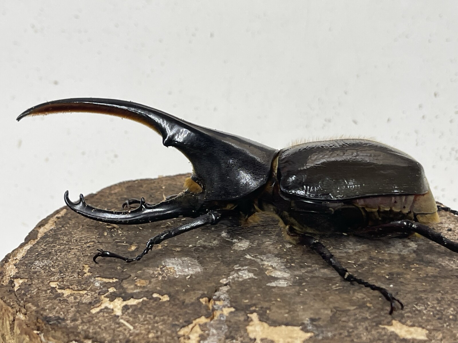 ヘラクレス・エクアトリアヌス 132ミリ♂単品 - クワガタ横丁