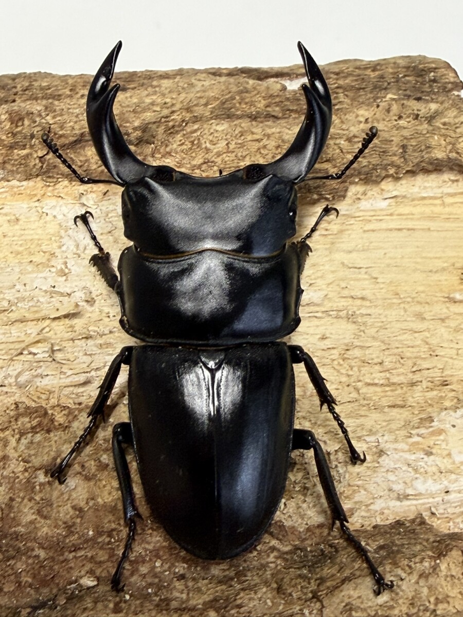 国産オオクワガタ 対馬 68ミリペア - クワガタ横丁