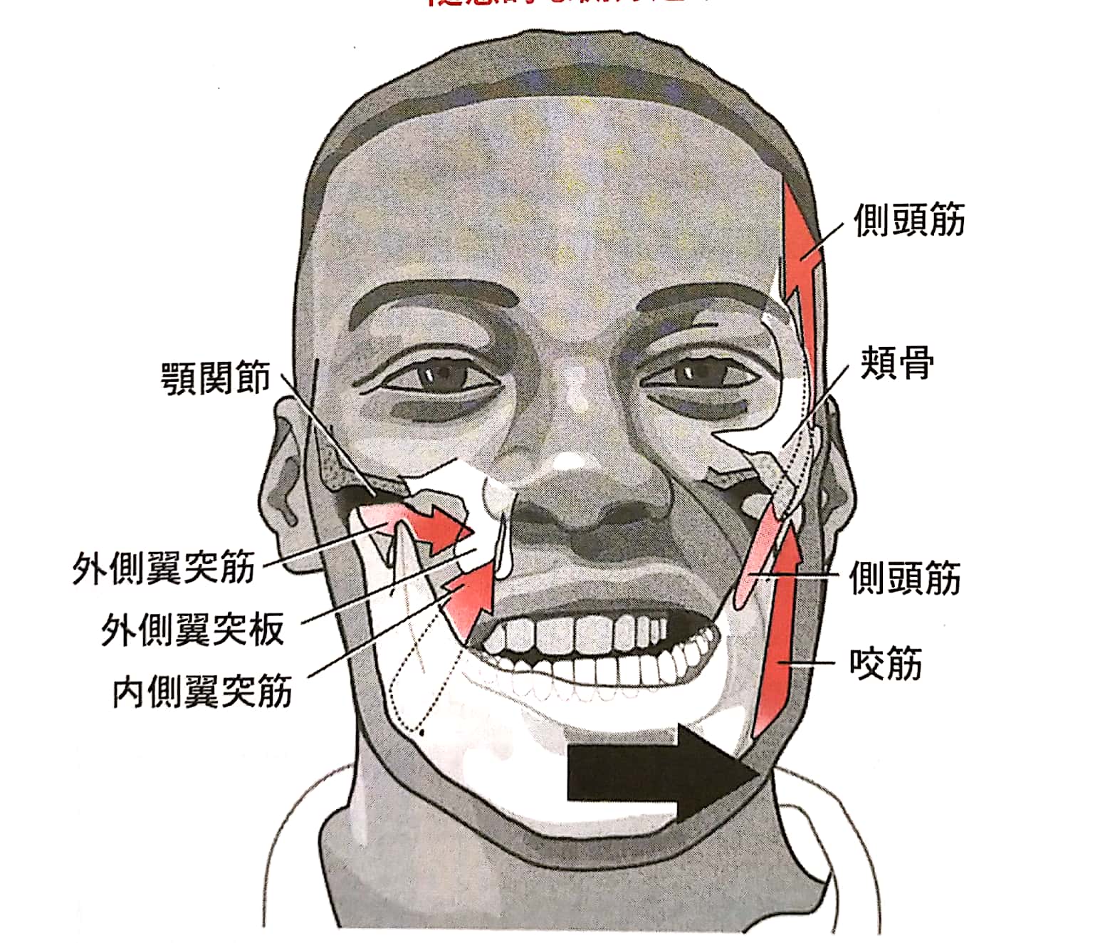 TMJ（顎関節）症候群 | ココから整体