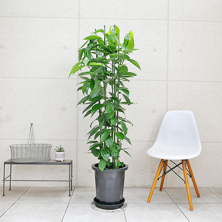 シナモン（セイロンニッケイ） 10号鉢 観葉植物と植木鉢の専門店