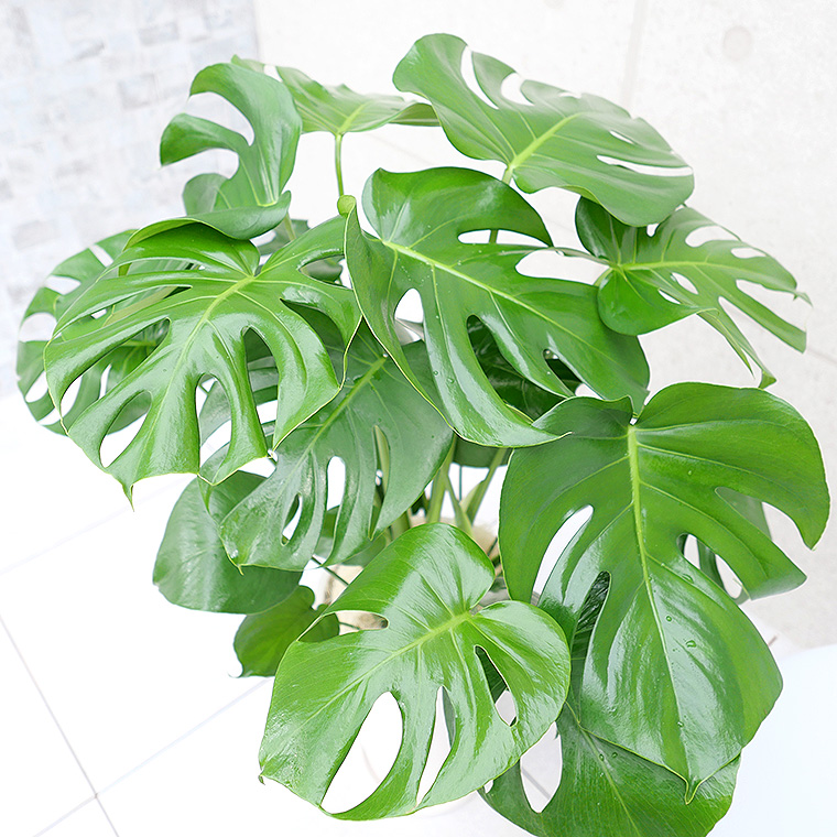 モンステラ 8号鉢 観葉植物と植木鉢の専門店cocolate（ココレート）
