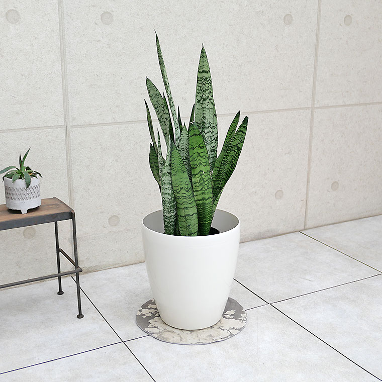 サンスベリア・ゼラニカ 7号鉢 観葉植物と植木鉢の専門店cocolate