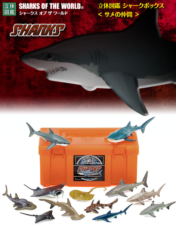 動物 生物 立体図鑑 シャークボックス / カロラータ オンラインショップ