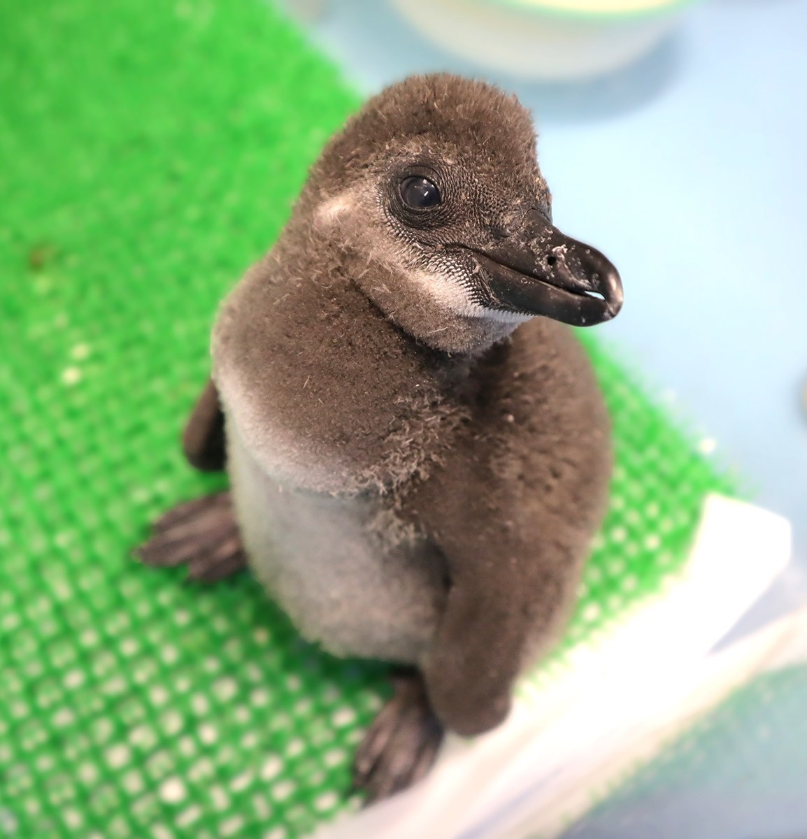 ペンギン赤ちゃん、今年2羽目 四国水族館 | ニュース | COOL KAGAWA