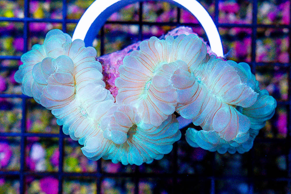 Fox Coral – INDO – RARE | Corals.com