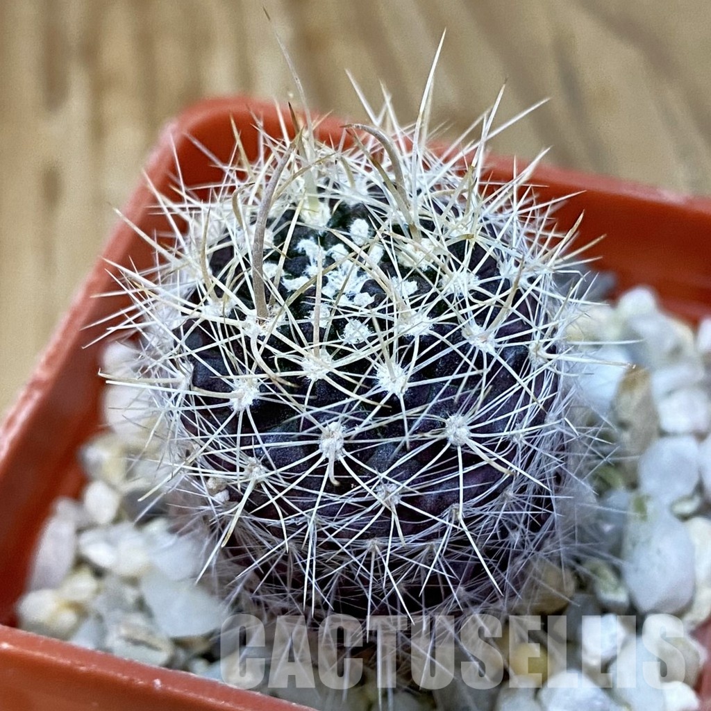 DP29063 Neoporteria sp. – Cactus-online
