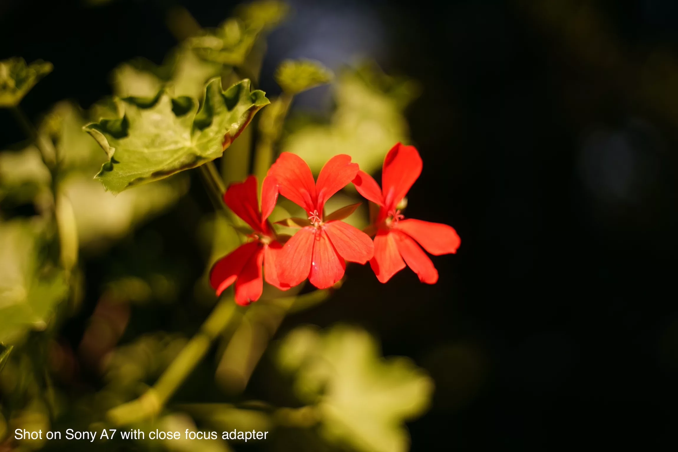 Rodenstock Retina - Heligon 50mm f2 Leica M - Camera Obscura Elburg
