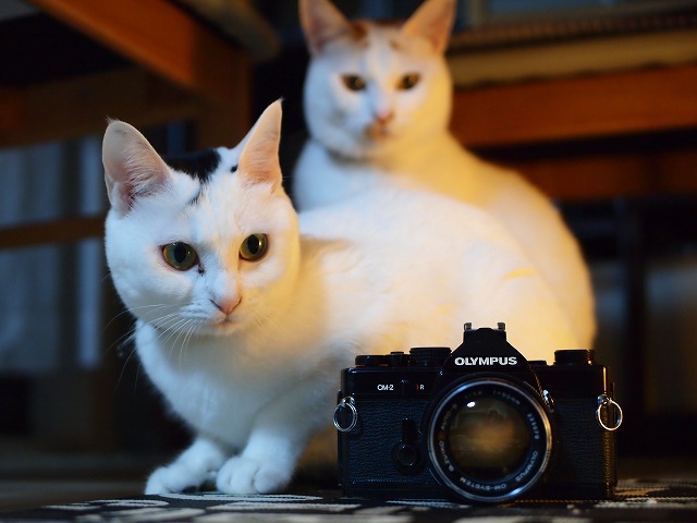 作例タップリ】誕生10周年 オリンパス・ペンE-P1 猫撮影レビュー①【猫