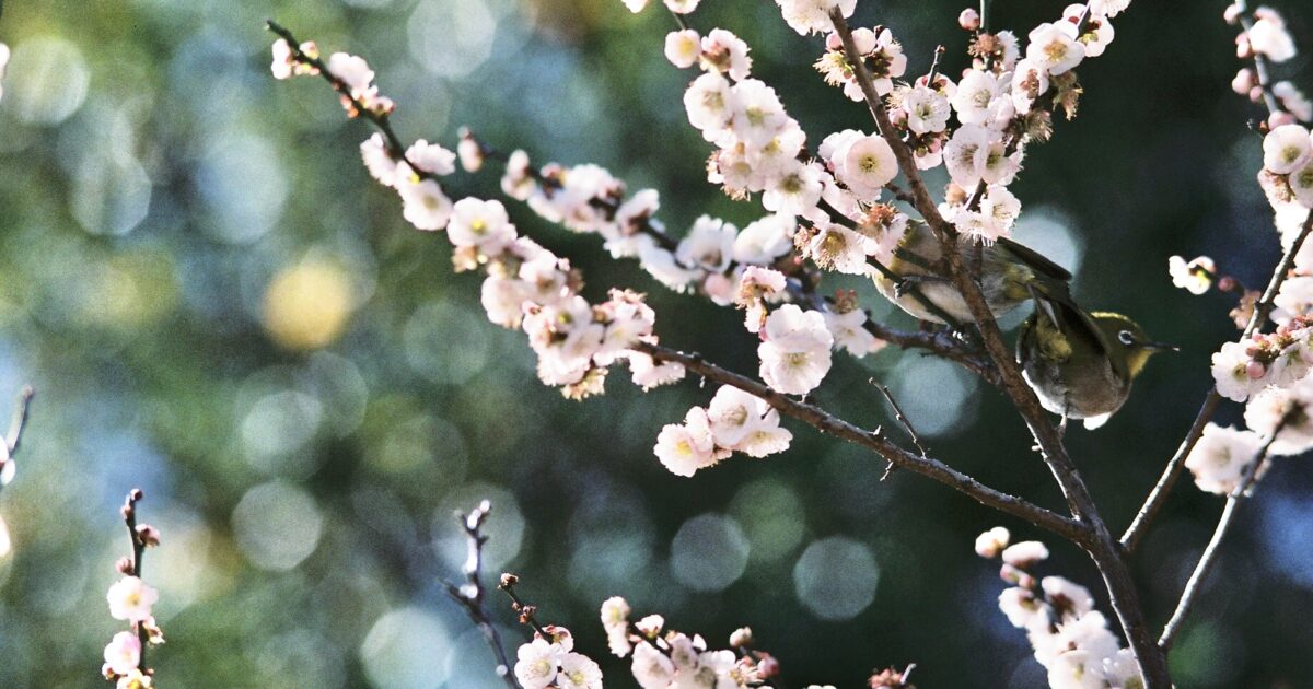 Nikon AI Nikkor ED 180/2.8S 使用レビュー