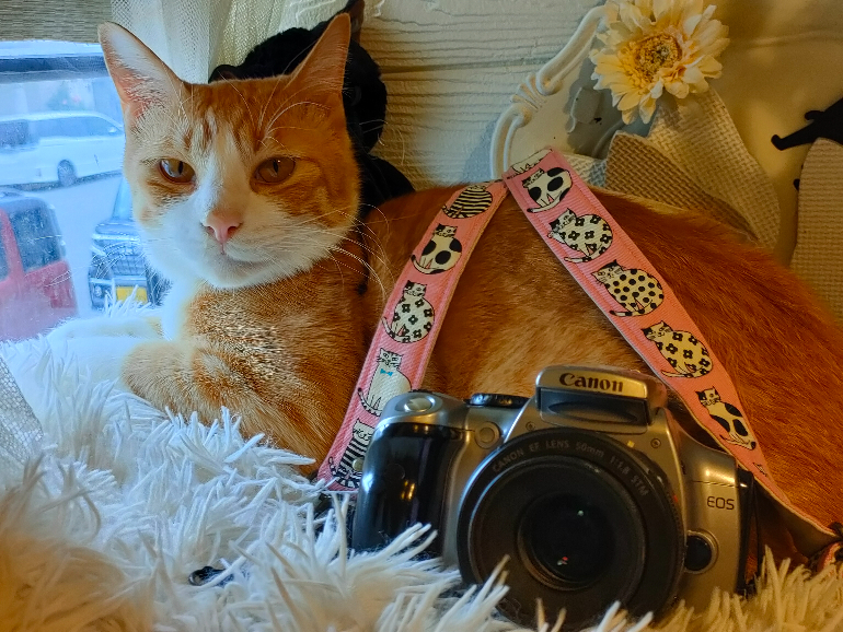 初心者おすすめ！ キヤノンで1番安くて実用的なデジタル一眼 EOS Kiss