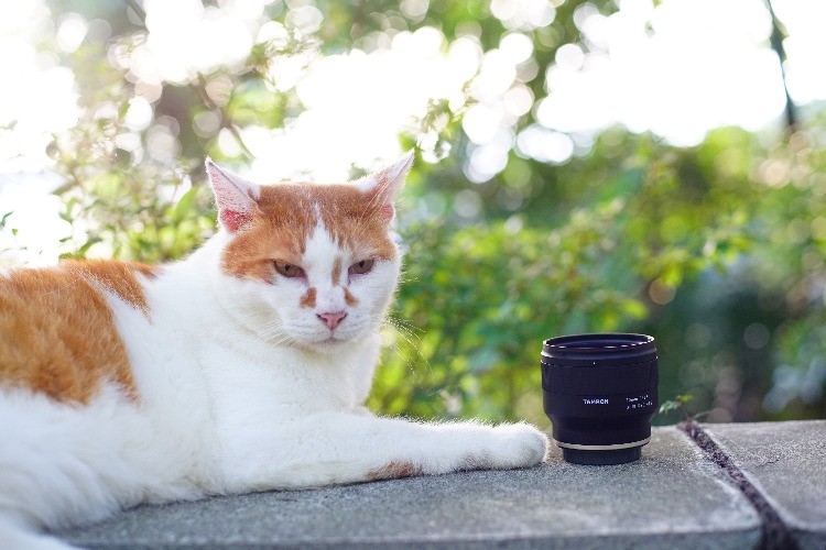 驚くほど寄れるレンズ「タムロン20mm F/2.8 Di III OSD M1:2」 猫撮影