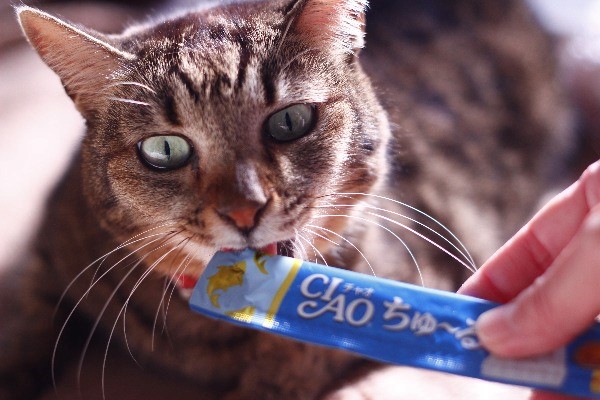 キヤノン EOS Kiss X7猫撮影レビュー【今でも最小・最軽量クラスの一眼