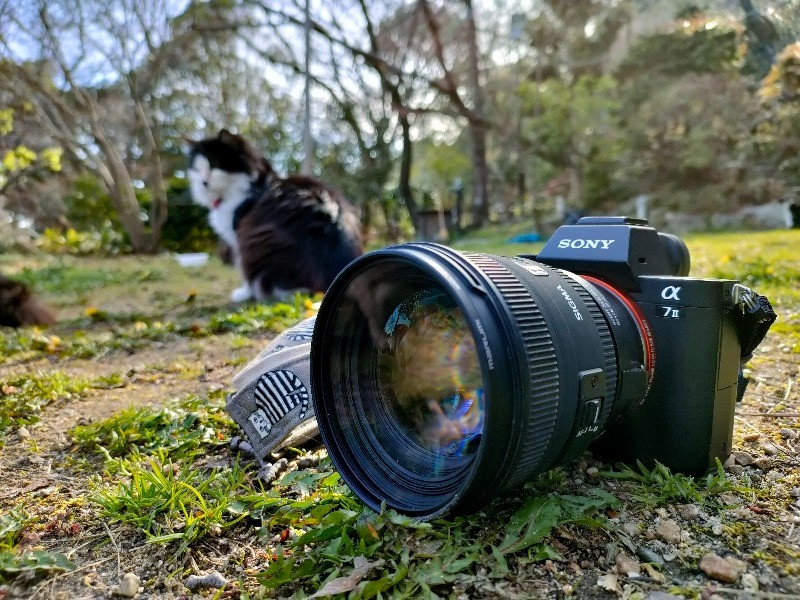 シグマ 50mm F1.4 EX DG HSM 【神戸の猫撮影レビュー】