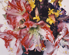 熊本市現代美術館｜荒木経惟 熊本ララバイ