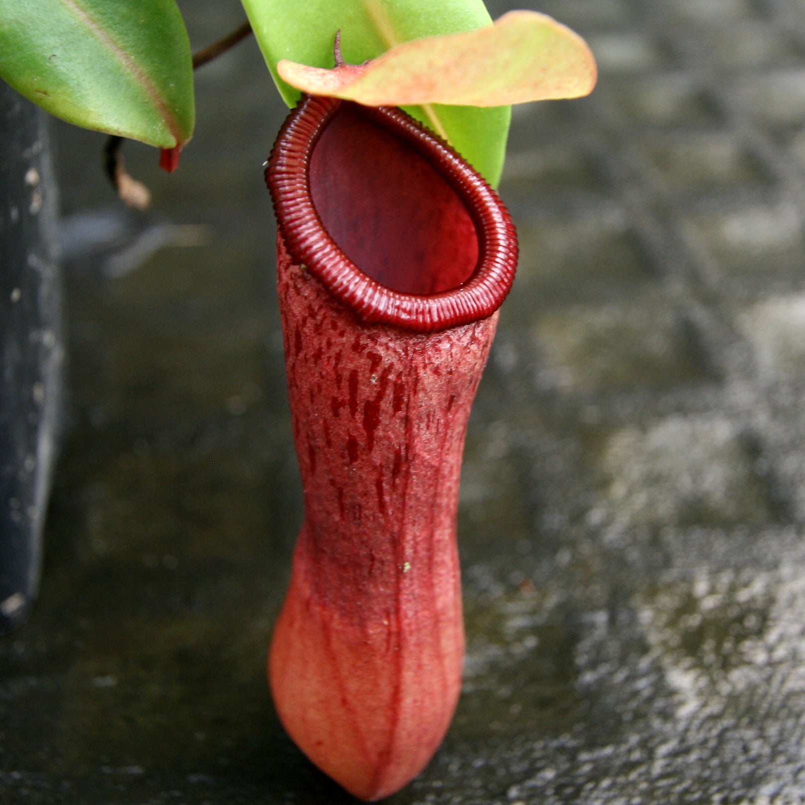 Nepenthes ventricosa (JB x MT), CAR-0254 – Carnivero