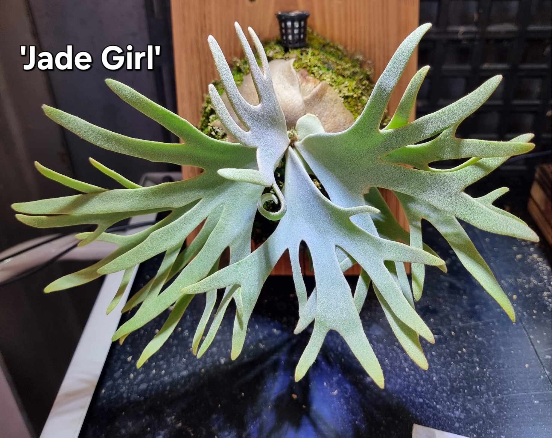 Platycerium willinckii 'Jade Girl' Staghorn Fern – Carnivero