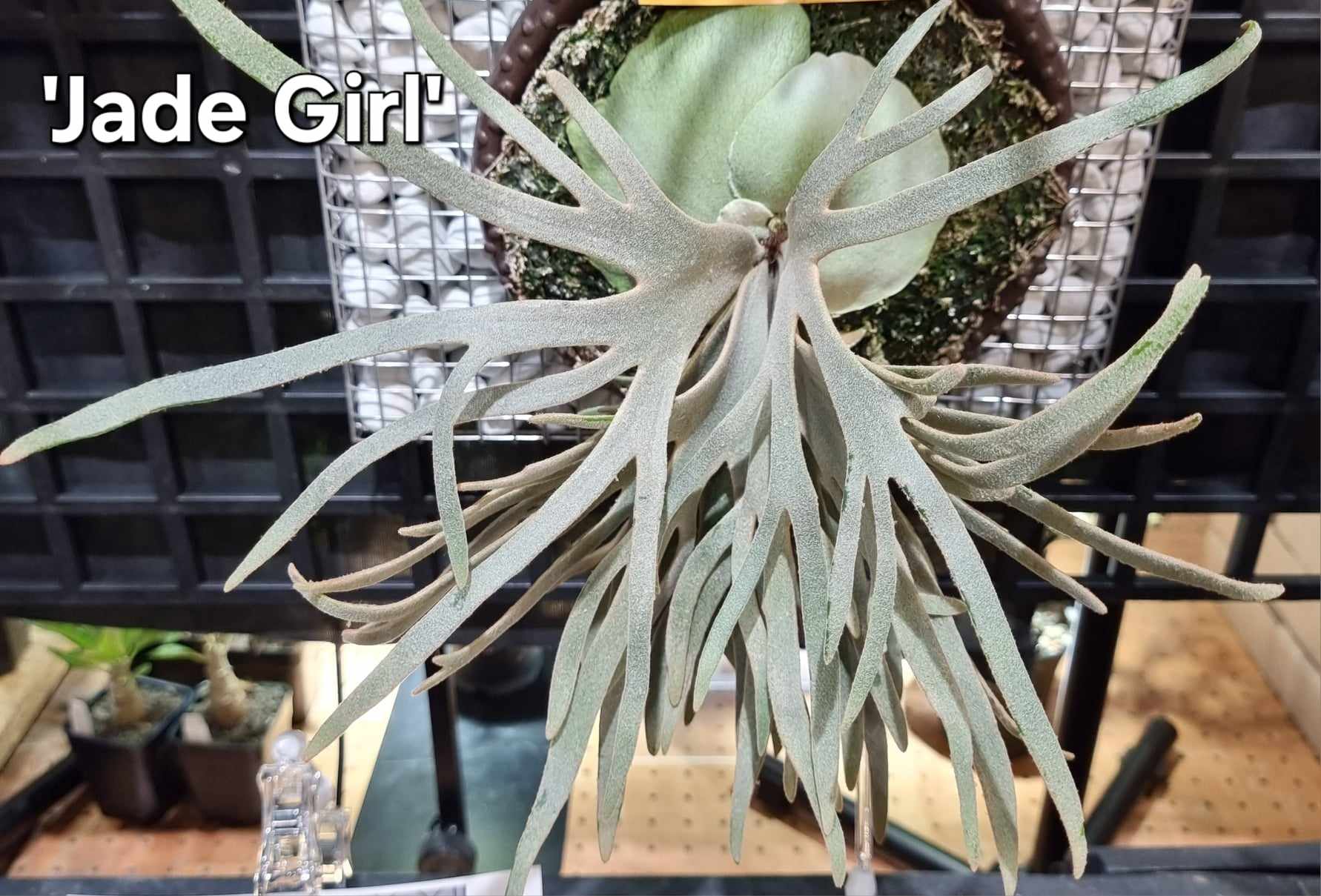 Platycerium willinckii 'Jade Girl' Staghorn Fern – Carnivero