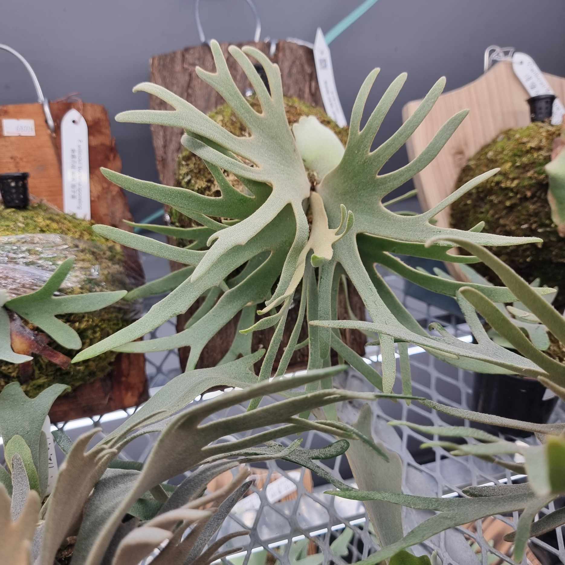 Platycerium willinckii 'Jade Girl' Staghorn Fern – Carnivero