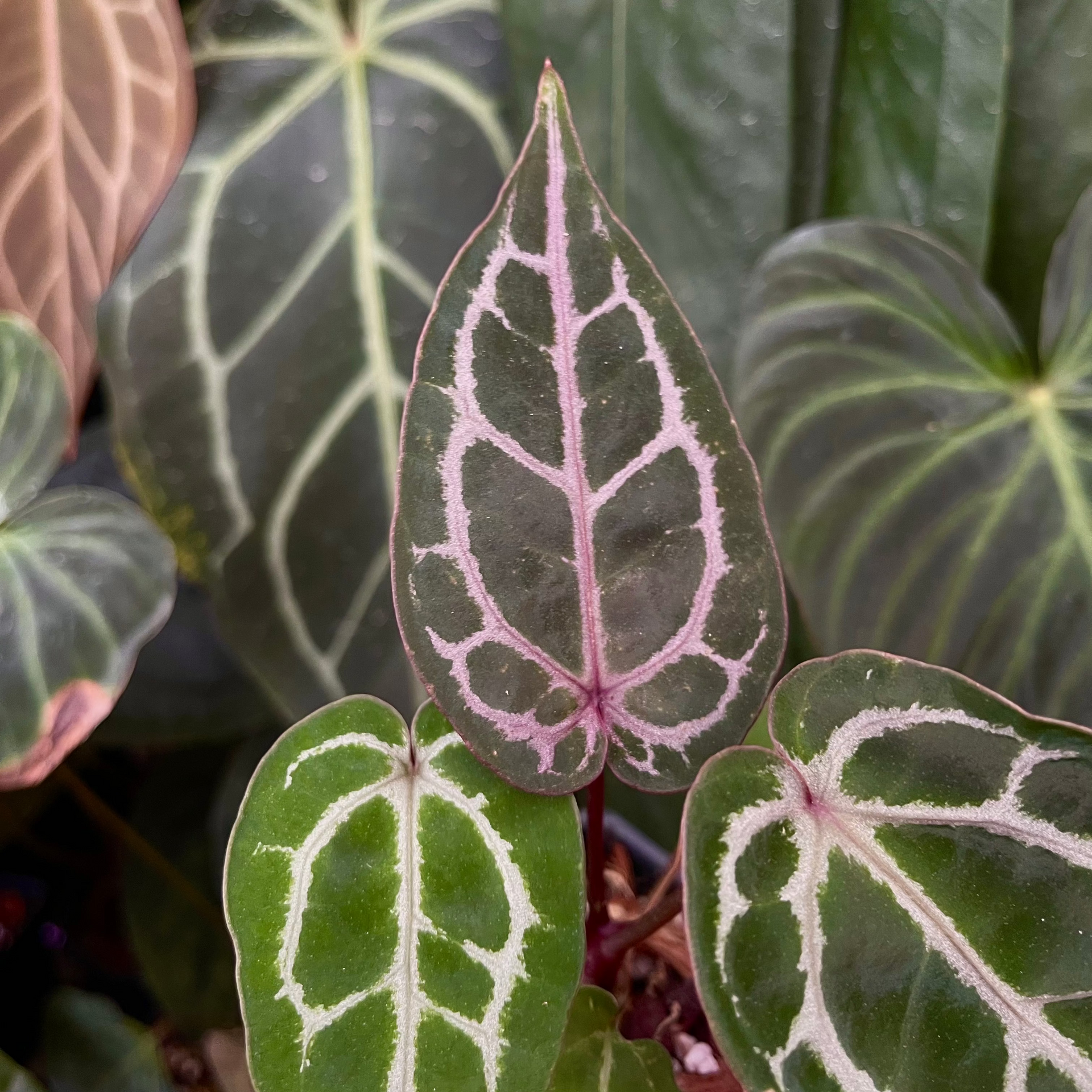 Anthurium (dorayaki x Dreamweaver) x (Zara x Michelle) -purple