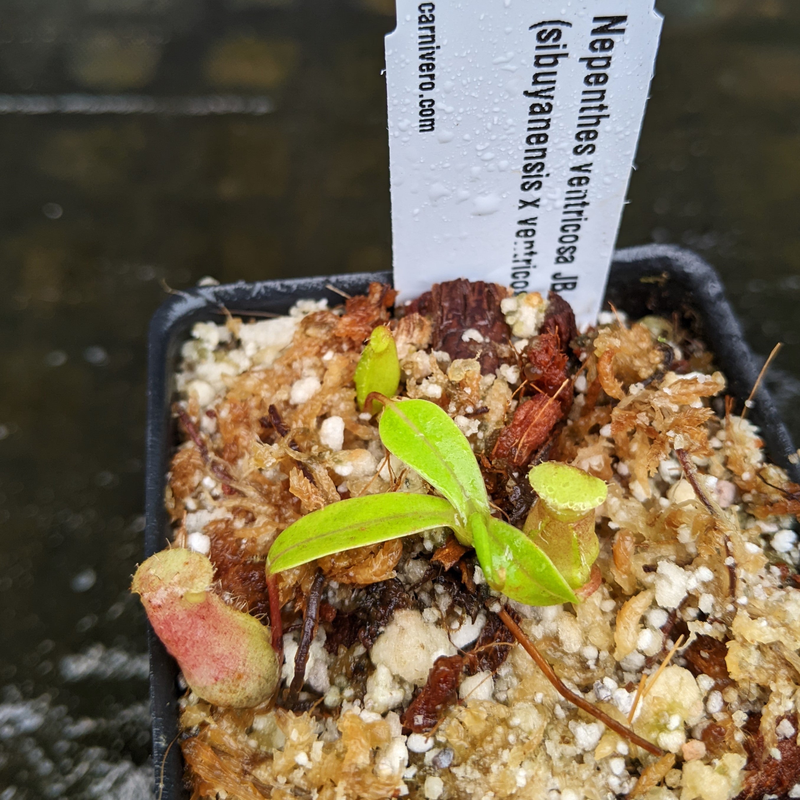 Nepenthes ventricosa JB x (sibuyanensis x ventricosa) BE, CAR-0322