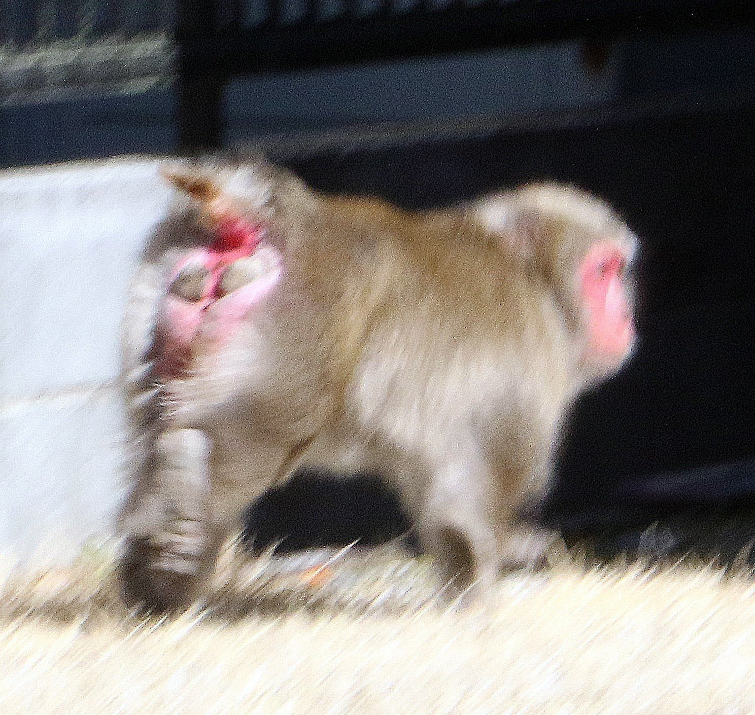女子高生がサルに襲われる、岩国市玖珂町阿山北地区 今年6人目の被害