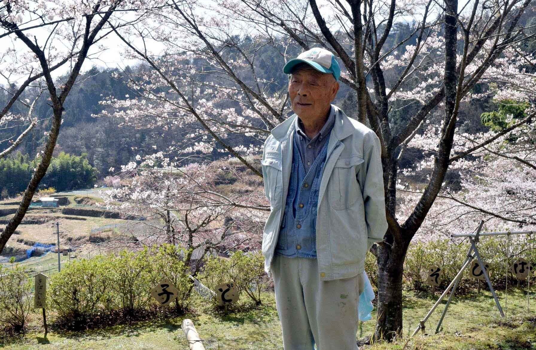 仙人の里、桜がくれる元気と希望 安芸高田市「本郷の棚田」 | 中国新聞