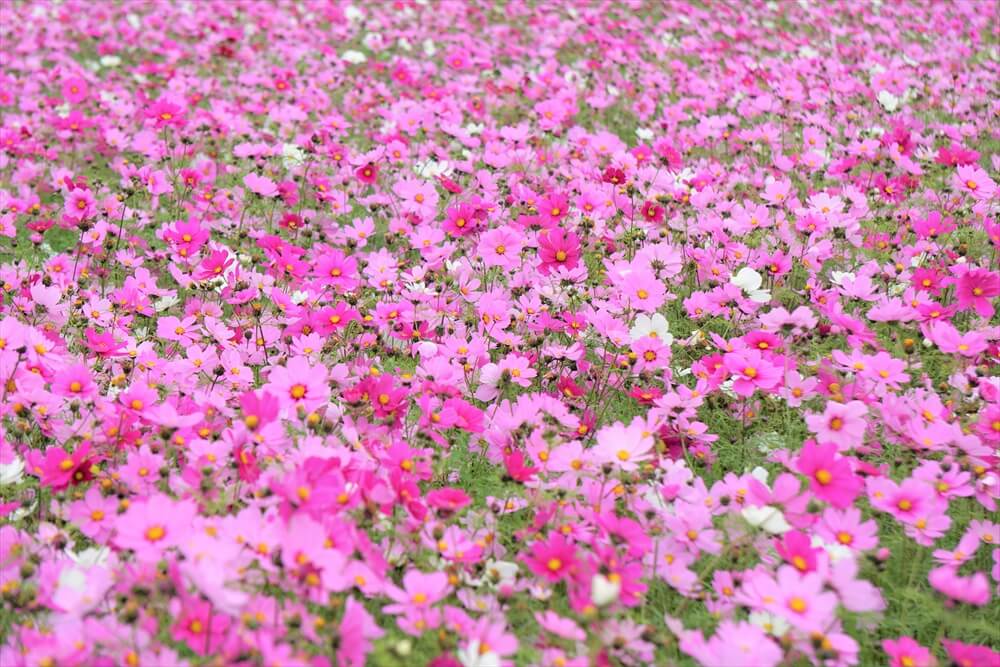 色とりどりのコスモスが咲き誇る！2026年2月22日（日）は「伊芸区